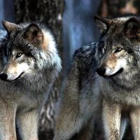 Beautiful Grey Wolves