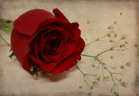 A Rose for Eternity - rose, nature, single, eternity