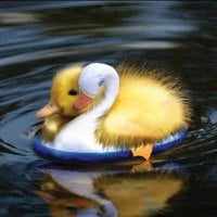 cute little duck