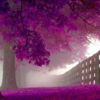 Purple Trees in Autumn