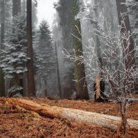 Forest Winter Trees