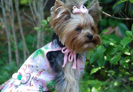 SWEET MODELâ™¥ - paw, girl, animals, pet, stroll, model, walk, pink, dogs, sweet, dress