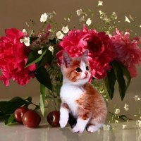 flower enthusiast little kitten