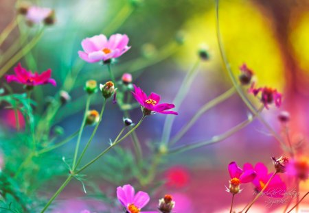 FANTASY GARDEN - nature, soft, wild, beautiful, flowers, lovely, fantasy