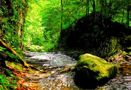 FOREST STREAM - stone, summer, creek, moss, forest