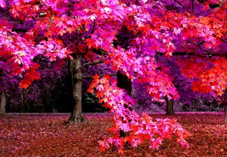 AUTUMN COLORS - forest, fiels, tree, colors, autumn