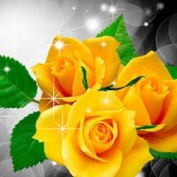 Shine on Yellow Roses