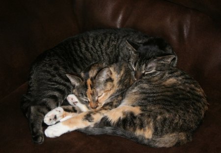 Cats at Rest - cute, cats, sleeping, peaceful