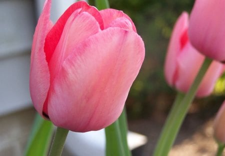 Lovely APRIL - nature, april, pink, tulips, green, sweet, flowers