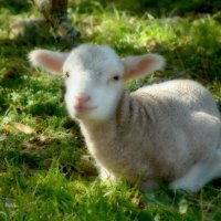 Cute lamb