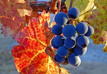 AUTUMN HARVEST - harvest time, vines, food, leaves, fall, grapes, black, fruit, winelands