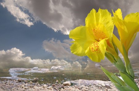 Vitality - river, yellow, cloud, flower, rocks, sky