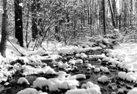 Winter scenery - trees, winter, scenery, snow, forest