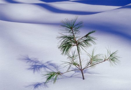 Lonely tree - tree, desert, lonely, snow