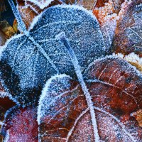 Frozen Leaves