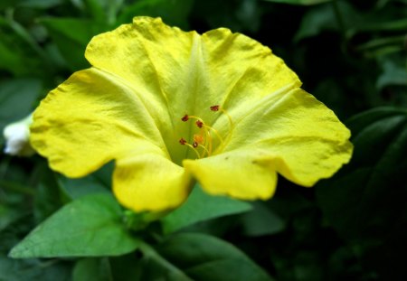 Flower - summer, seeds, yellow, pollen