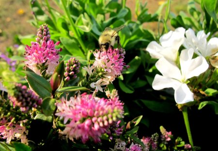 Bee Happy - bee, flower, pollen, sun