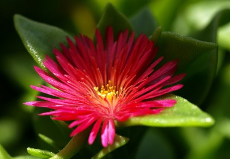 Pretty flower - flower, petal, nature, red