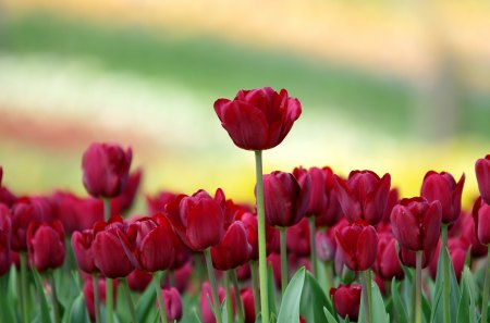 Tulip field - flower, field, tulip, nature, petal