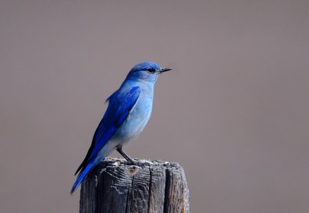 Blue bird - trunck, animal, bird, blue