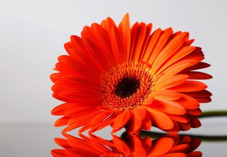 Gerbera orange - flower, gerbera, reflection, daisy