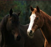 the horse on the left, leads his blind friend to the water