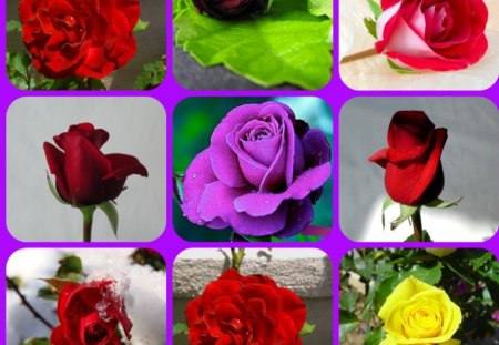 NINE ROSES - collage, roses, nine, colourful