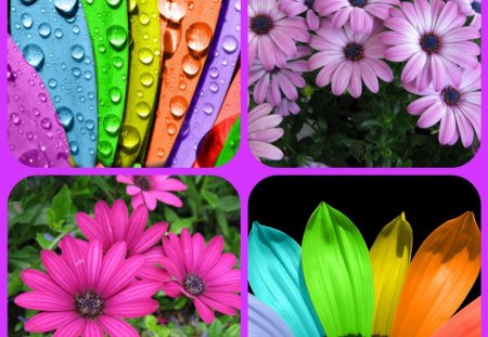 COLOURFUL - collage, flowers, colours, colourful