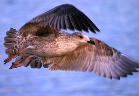 On the wings of serenity - wings, wallpaper, animals, dove, serenity, nature, hd, birds