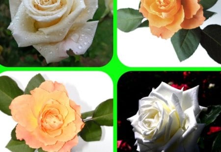 ROSES - collage, four, roses, flowers