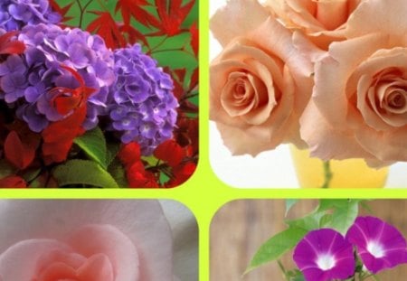 FLOWERS - roses, flowers, glory, morning