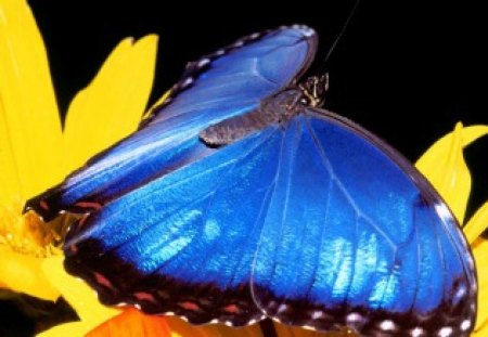 Blue Butterfly For Cherie - species, beauty, nature, butterflies