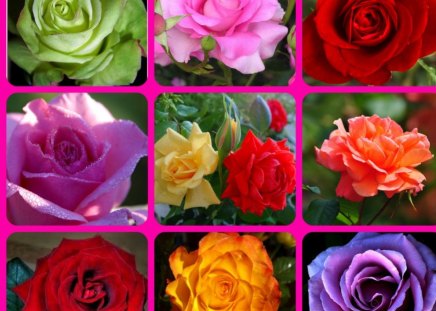 THE ROSES - flowers, collage, pretty, roses