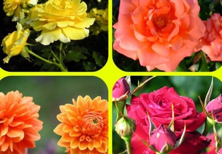 FLOWERS - collage, roses, flowers, dahlias