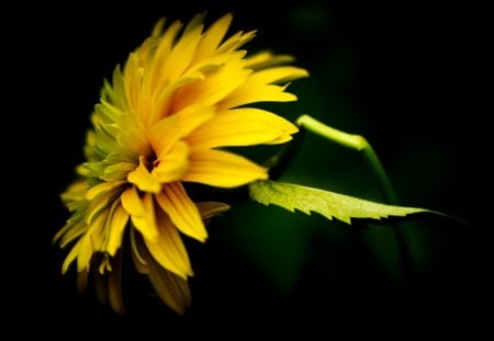 Feeling YELLOW♥ - nature, yellow, feelings, forever, green, mellow, flower, sun