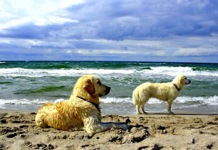 DOGS DAY OUT - dogs, beach, watching, ocean, couple, rest