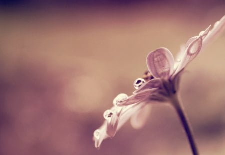 Goccia di rugiada - rugiada, nature, beautiful, fower, goccia, daisy