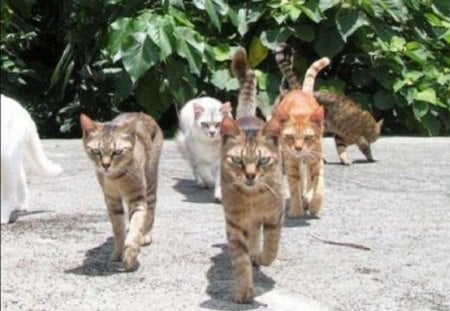 street gang - street, animals, cats, gang, funny