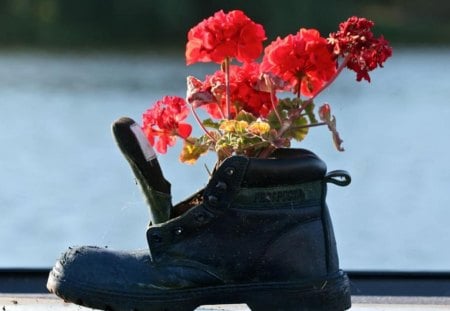 Funny flowerpot - nature, autumn, red, funny, cute, black, flower, shoe