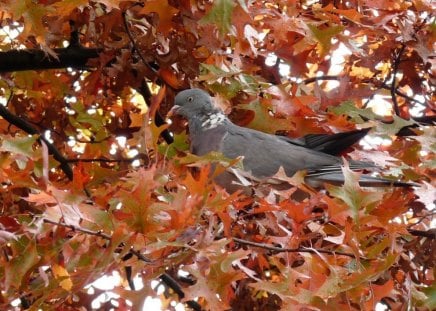 Dove in autumn leaves - bird, pigeon, nature, autumn, red, dove, leaf, tree