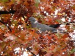 Dove in autumn leaves