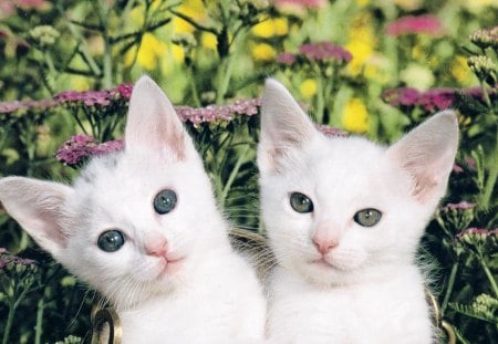 Hello, everyone. - white, paws, twins, pet, flowers, cute, kitten