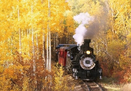 Autumn - train, forest, nature, autumn