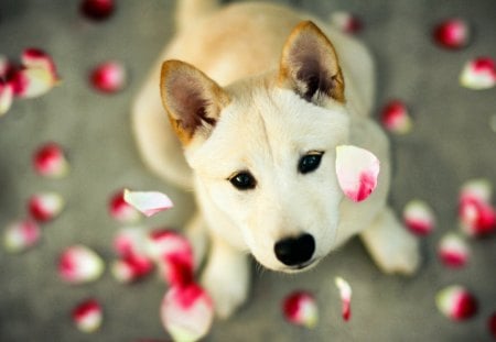 ROMANTIC pet - roses, pet, the view, romantic, dog, the petals, love, pink