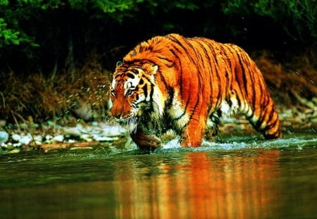 Bathing Tiger - water, predator, cat, jungle