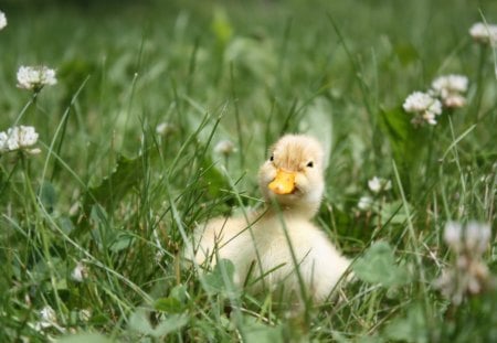 Smiling little thing - duckling, yellow, green, smilig, little, grass, sweet, animals