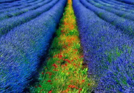 Lavender rows - pretty, poppies, lavender, summer, blue, beautiful, fragrant, grass, meadow, lovely, rows, nature, green, field, nice