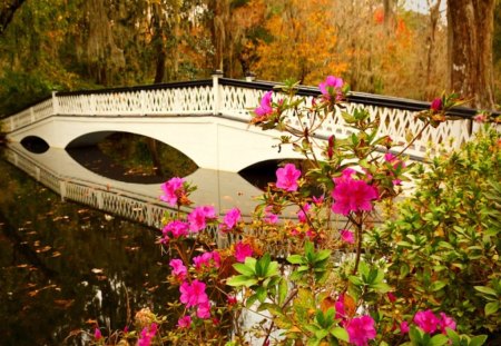 Magnolia garden - nice, autumn, trees, riverbank, water, stream, reflection, river, magnolia, bridge, garden, lake, park, lovely, nature, forest, beautiful