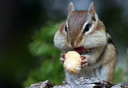 Chipmunk - eating, chipmunk, animal, rodent, food