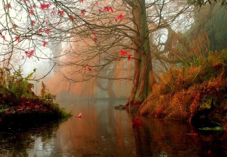 Autumn Forest - nature, autumn, forest, water, tree